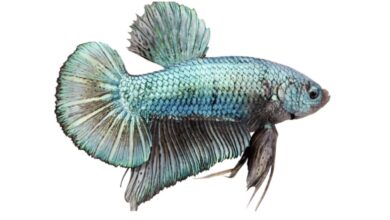 betta fish