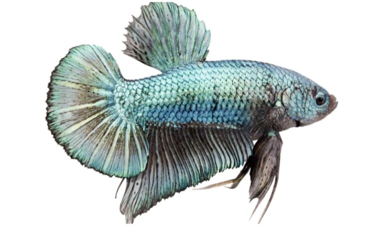 betta fish